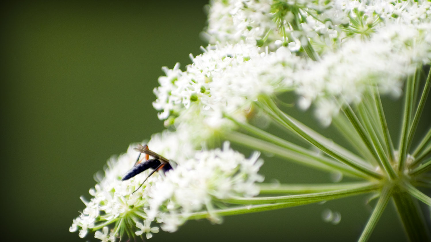 An insect digging into a flower of cow Parsley (Anthriscus sylvestris)
