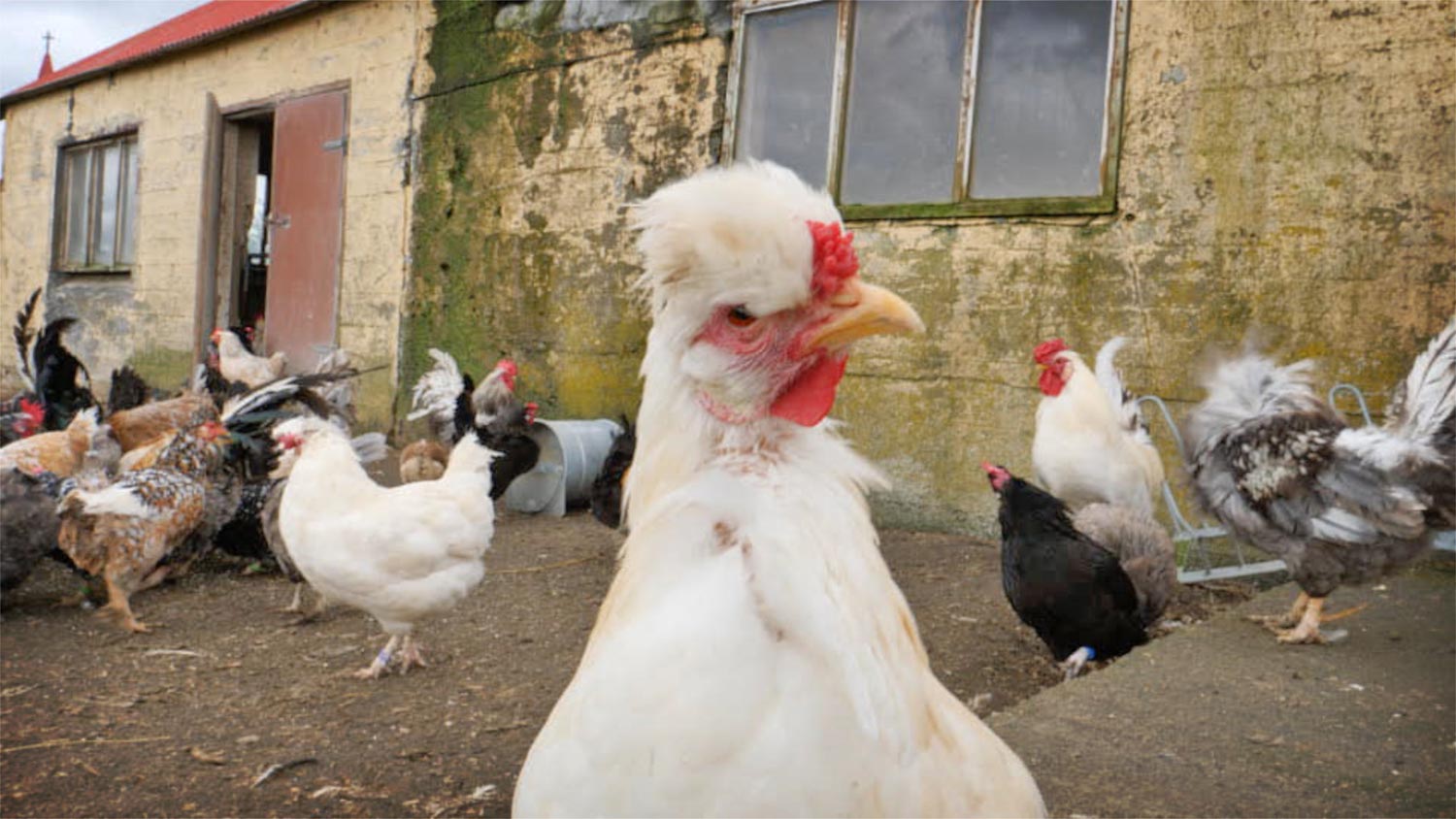 A hen looking curiously in the camera.