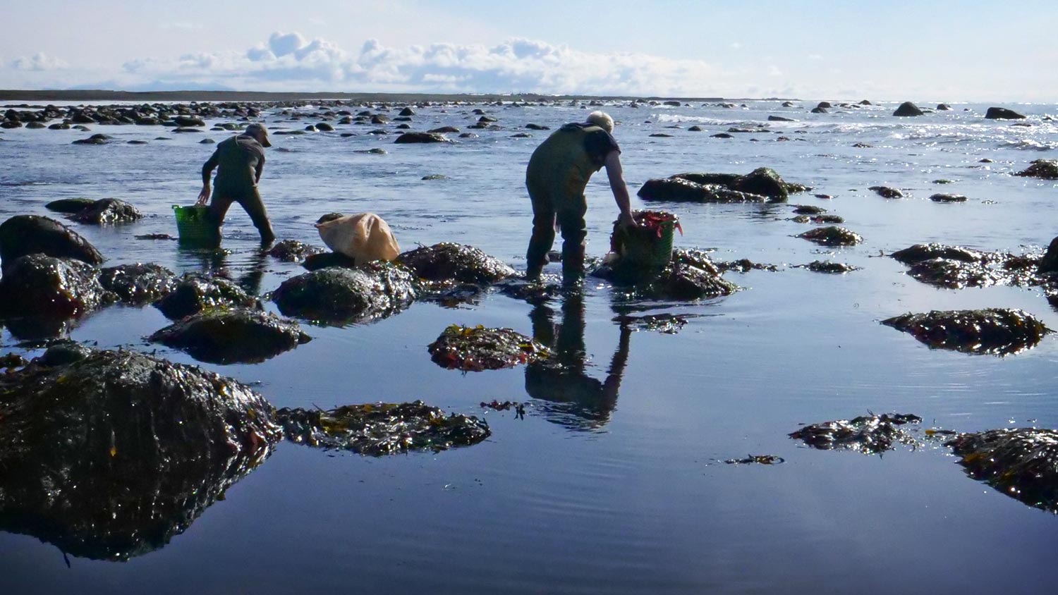 Two men picking dulce at the shore.