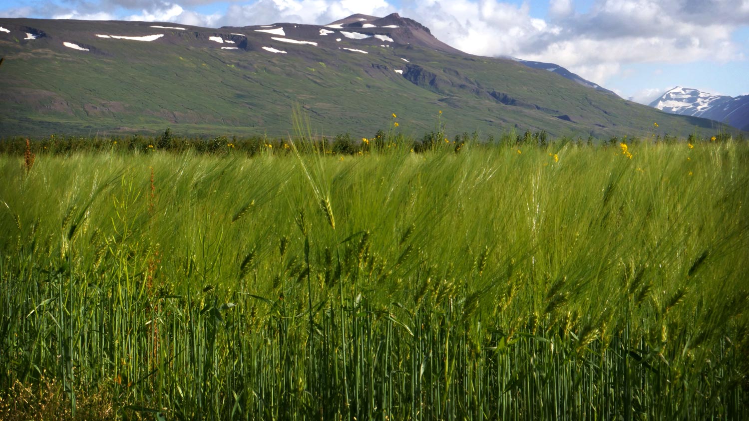 A look to the mountains over a field of barley.