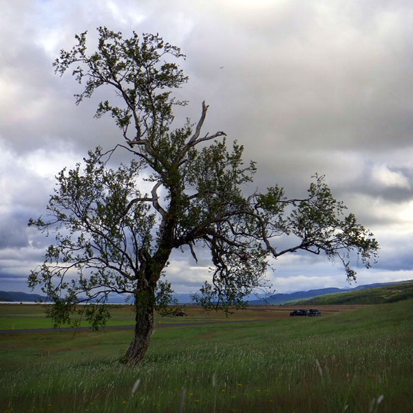 An old birch tree in Fljótsdalur