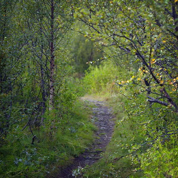 A narrow lane in a wood (Bæjarstaðarskógur)