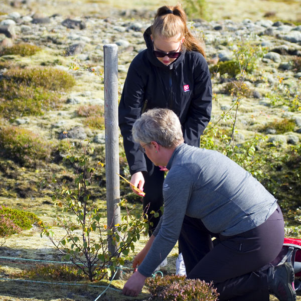 A teacher and a pupil measuring a tree on the sander