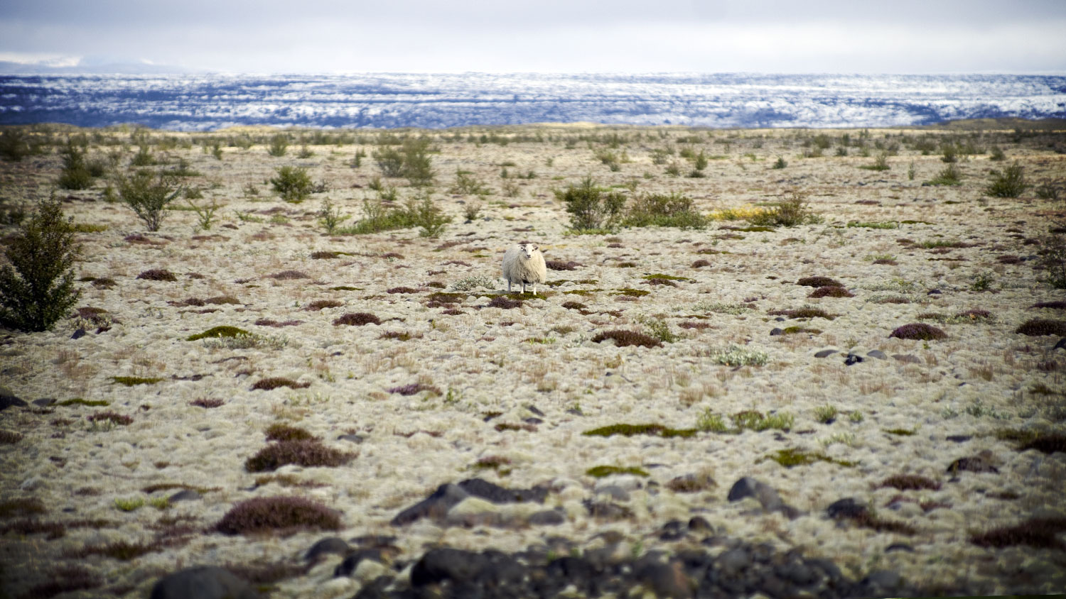 A lone sheep on the sandar in South East Iceland