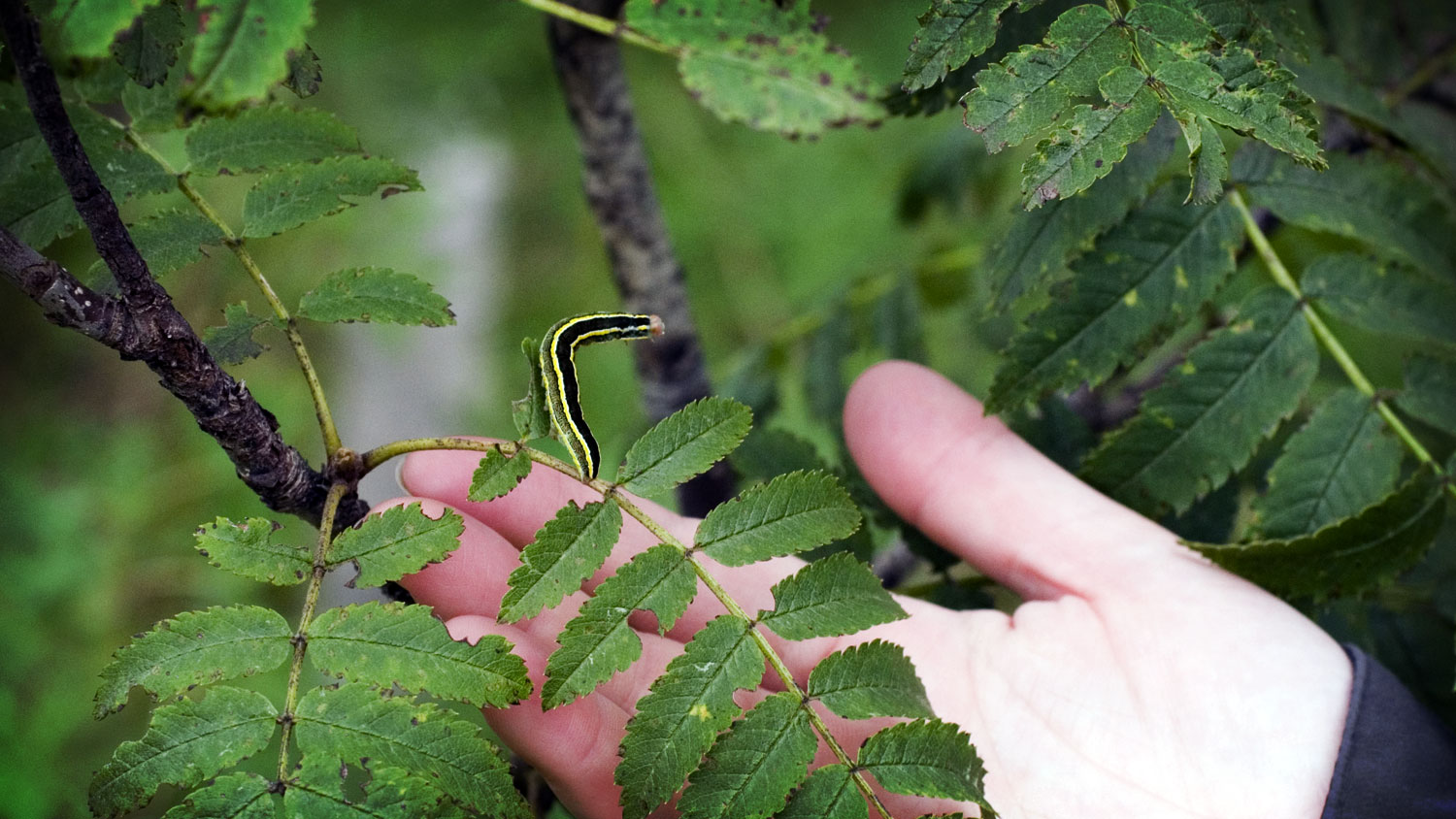 Hand holding a leave of rowan tree, a scared larvae