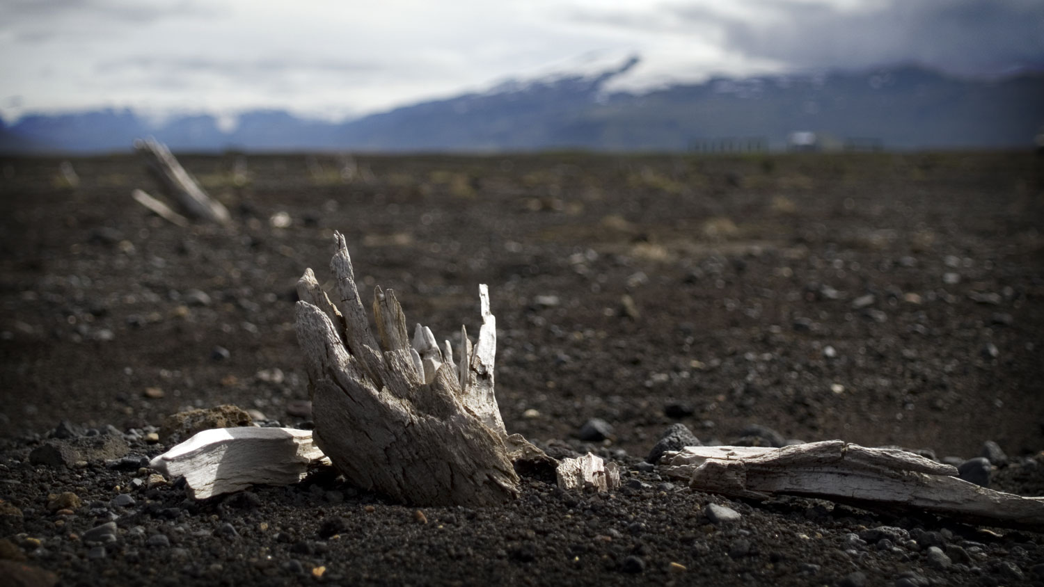 A rest of a tree sticking out of sand in South Iceland