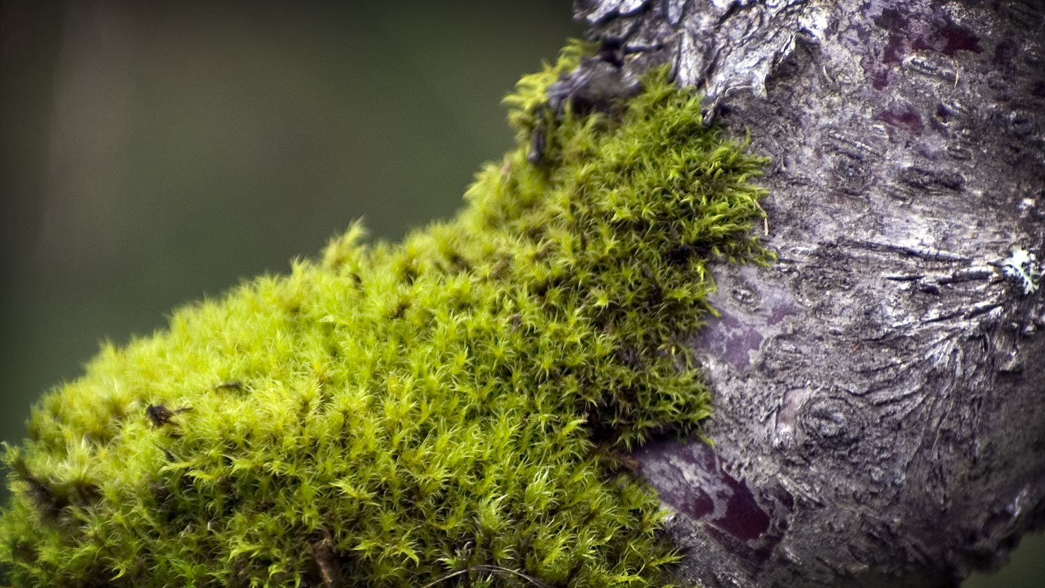 Moss on a tree trunk