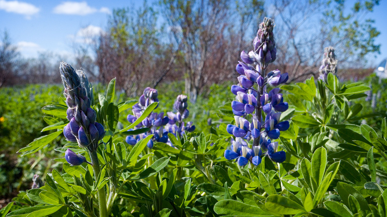 Wild lupin (Lupinus perennis)